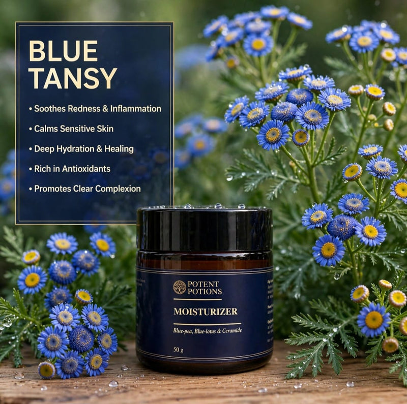 Blue Tansy