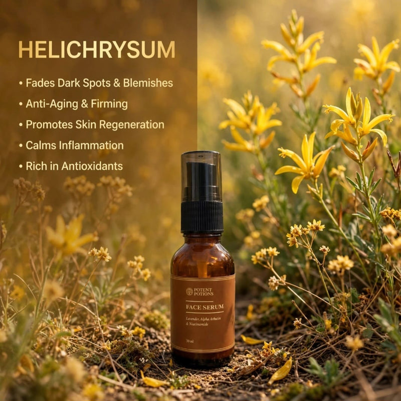 Helichrysum
